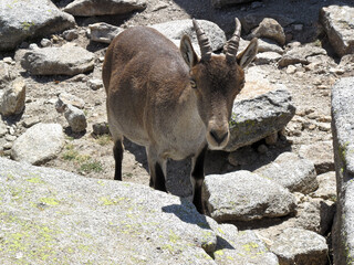 cabra montés ibérica la mira gredos