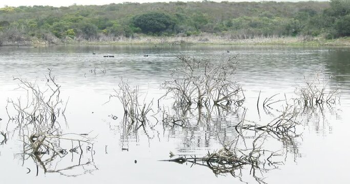 A tranquil lake with dead branches poking through after heavy rains
