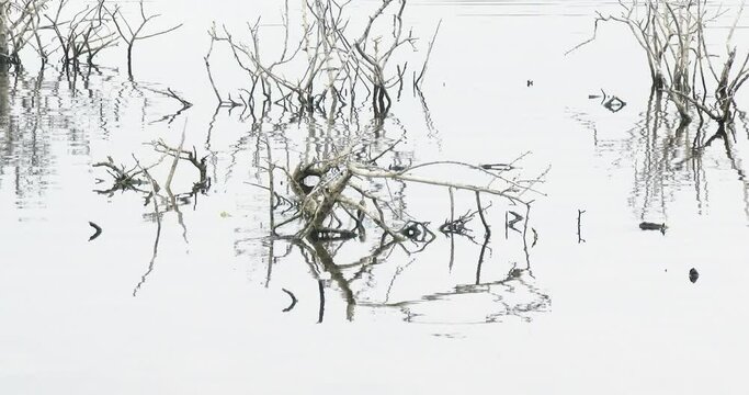 Dead tree branches exposed after heavy rains with water gently rippling in an African lake