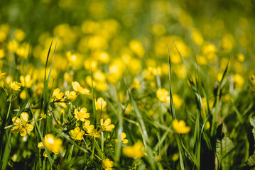 Fototapeta premium Field of yellow Hairy Buttercups