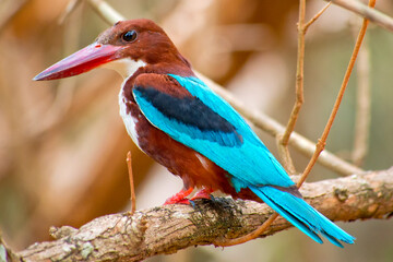 White-Throated Kingfisher, Halcyon smyrnenis, Wilpattu National Park, Sri Lanka, Asia