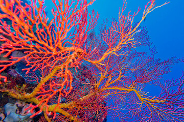 Fototapeta na wymiar Sea Fan, Sea Whips, Gorgonian, Coral Reef, Bunaken National Marine Park, Bunaken, North Sulawesi, Indonesia, Asia