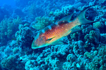 Coral Reef Grouper, Coral Reef, Red Sea, Egypt, Africa
