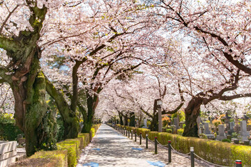 青山霊園の満開の桜並木