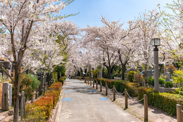 青山霊園の満開の桜並木