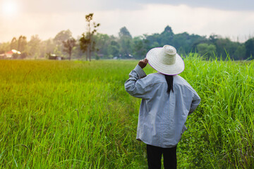 The farmer stood looking at the rice plant. Rice fields in thailand. Golden yellow rice. Rice plant disease. farmer standing with a hat