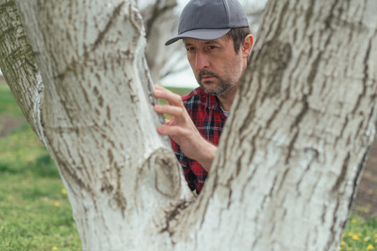 Farmer examining walnut tree in organic fruit orchard