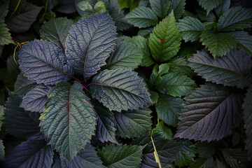Beautiful leaves of plants make up the composition in purple tones. The concept - Moody Floran. Sadness, mourning. Natural Botanical background of creative whimsical color.