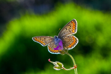 Beautiful brown argus butterfly in grassland. Aricia agestis.