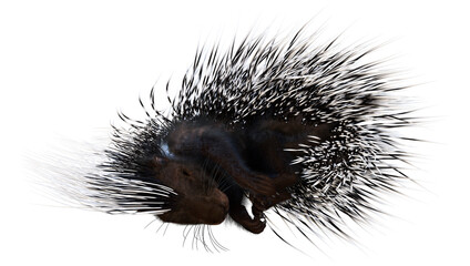 3D Rendering Crested Porcupine on White