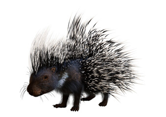 3D Rendering Crested Porcupine on White - obrazy, fototapety, plakaty