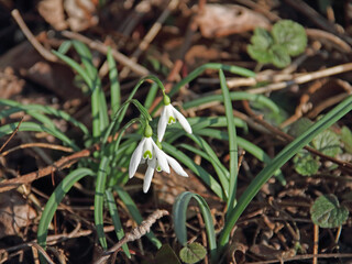 Schneeglöckchen