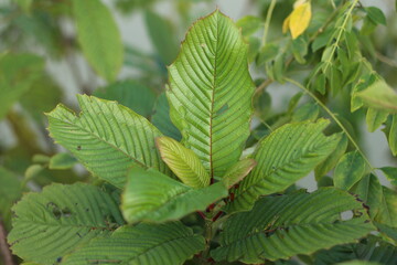 Fototapeta na wymiar Kratom or Mitragyna Speciosa Plant with Fresh Green Leaves. This Plant is Herbal Medicine in Asia. Close Up Photo with Blurred Effect Background.