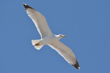 gabbiano reale zampegialle (o gabbiano reale mediterraneo) (Larus michahellis Naumann, 1840) 