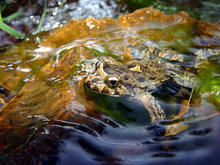 Discoglosso, Discoglossus sardus