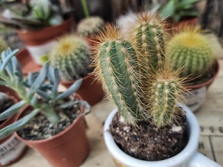 cacti in a flower shop for sale
