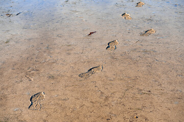 Foot prints on a wet sand. Outdoor activity conept