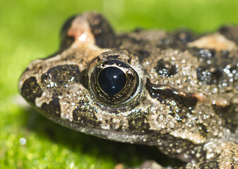 Discoglosso, Discoglossus sardus