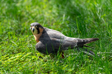Aplomado falcon on the grass