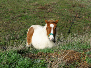 pony caballo pequeño
