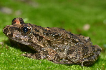 Discoglosso, Discoglossus sardus