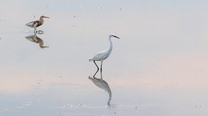 Birds on farmlands