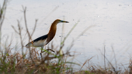 Birds on farmlands