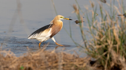 Birds on farmlands