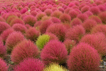 ひたち海浜公園　コキア　関東茨城 秋 紅葉