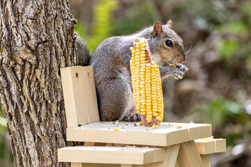 Squirrel eating from picnic table feeder © ADAMK