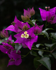 purple flowers