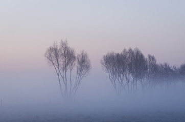 TREES IN THE FOG - A picturesque morning over the meadows
