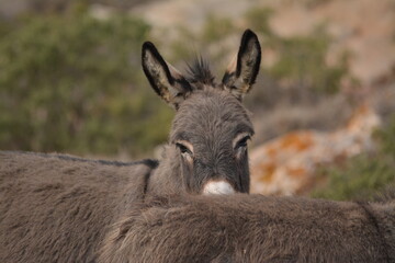 Asinello dell'Asinara, Equus africanus asinus