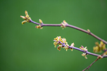 Spring in nature, tree branches with buds and young leaves.