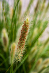 close up of grass