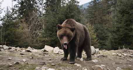 Obraz na płótnie Canvas brown bear in the woods