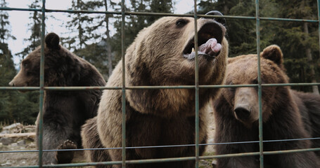 brown bear in zoo