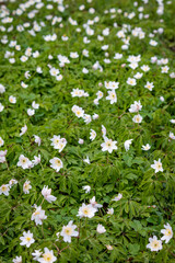 The beautiful white flowers with the yellow stamens and pistils of the wood anemone, an early bloomer in the forest