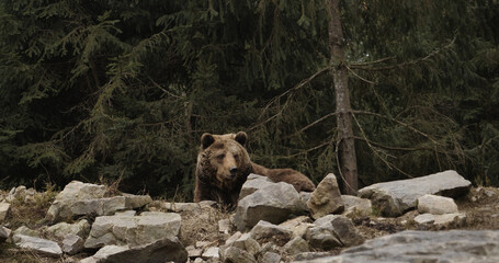Closeup of blue, red, pink, turquoise nail polish with an open bottle and a drop dripping into a jar with a brush on black background. Concept of gel polish.