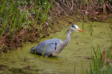 A gray heron in a very small ditch in the duckweed looking for prey, province of Groningen, the Netherlands
