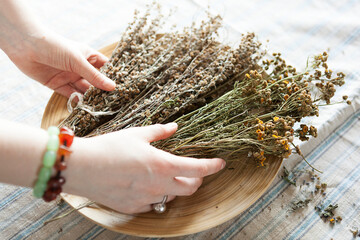 bunch of dried medicinal herbs in female hands, medicinal herbal collection.