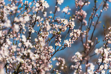 Flowering tree, lots of small flowers on the branch. Spring in nature, buds and small leaves. The time of pollination of fruit trees.