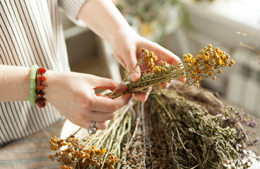 bunch of dried medicinal herbs in female hands, medicinal herbal collection.