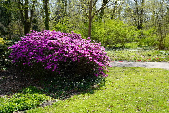 Gro&szlig;er rosabl&uuml;hender Rhododenronstrauch bei Sonnenschein in einem Berliner Park
