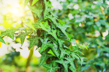 Ivy plant twists on the bark of tree in the forest.
