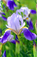 flower bed beautiful lilac blue irises flowers in the garden