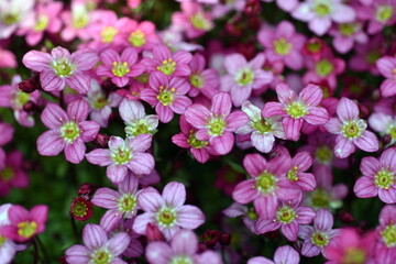 Fototapeta na wymiar Rote Steinbrechblüten im Frühling