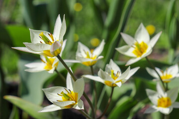 Fototapeta na wymiar Tulip Turkestanica, with white petals and yellow middle with green background, close up