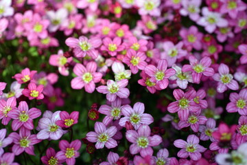 Rote Steinbrechblüten im Frühling