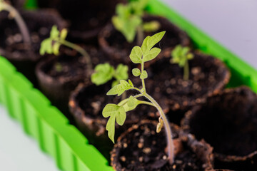 Tomato seedlings close-up for spring planting in the greenhouse.
